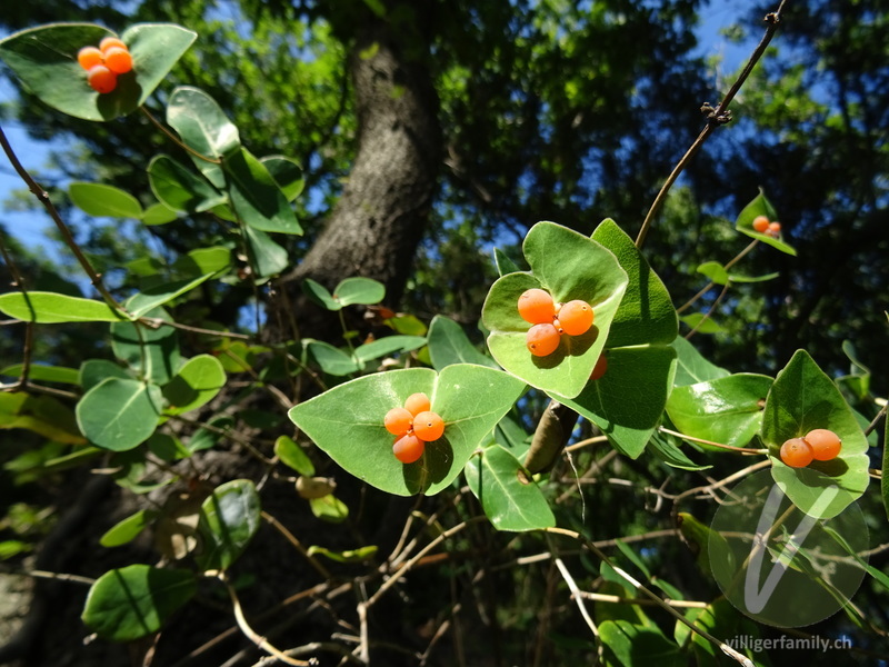 Garten-Geissblatt: Übersicht